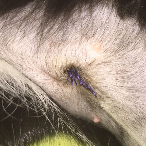 Ist Die Wunde Von Meine Katze Entzundet Weiblich Kastrieren