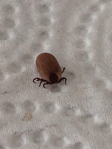 Zeckenkopf Stecken Geblieben Mensch Zeckenkopf Steckengeblieben