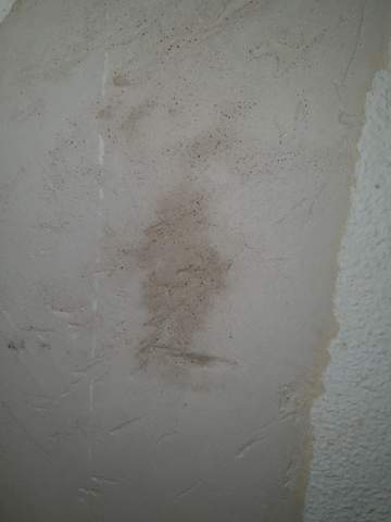 Ist Dies Hier Schimmel Schimmelbefall Schimmelbildung