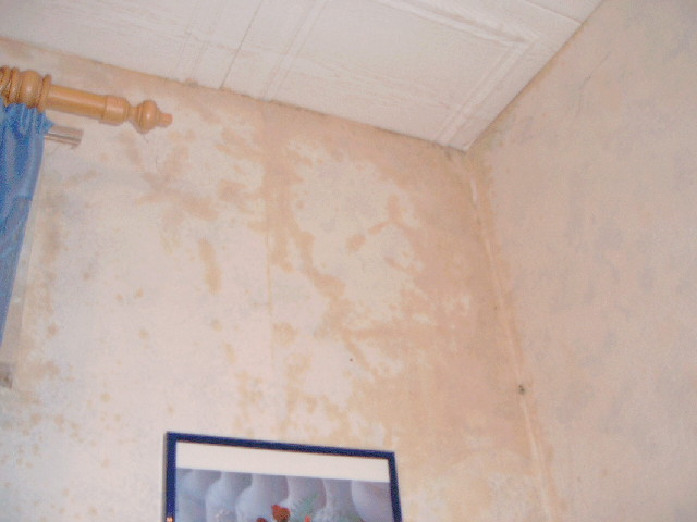 ist dies schimmel wohnung tapete mauer