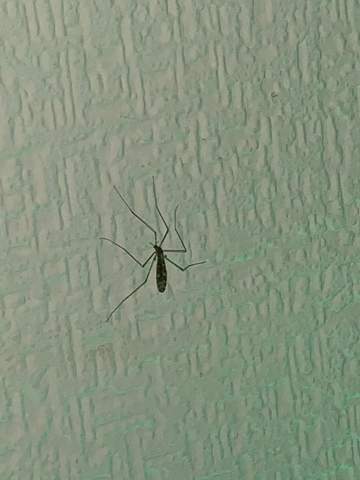 Ist diese Art Mücke gefährlich?