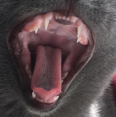 katze die meistgelesenen fragen