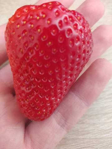 Ist diese Erdbeere gefärbt?