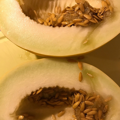 Honigmelone  - (Nahrung, Haltbarkeit, Melone)
