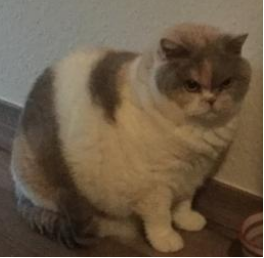 Ist diese Katze (nicht meine) übergewichtig?