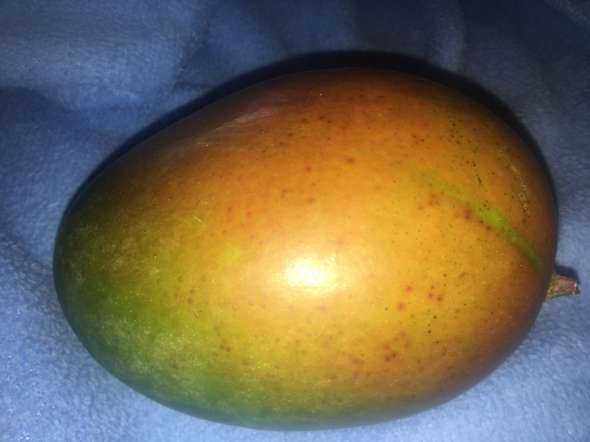  Ist diese Mango reif?
