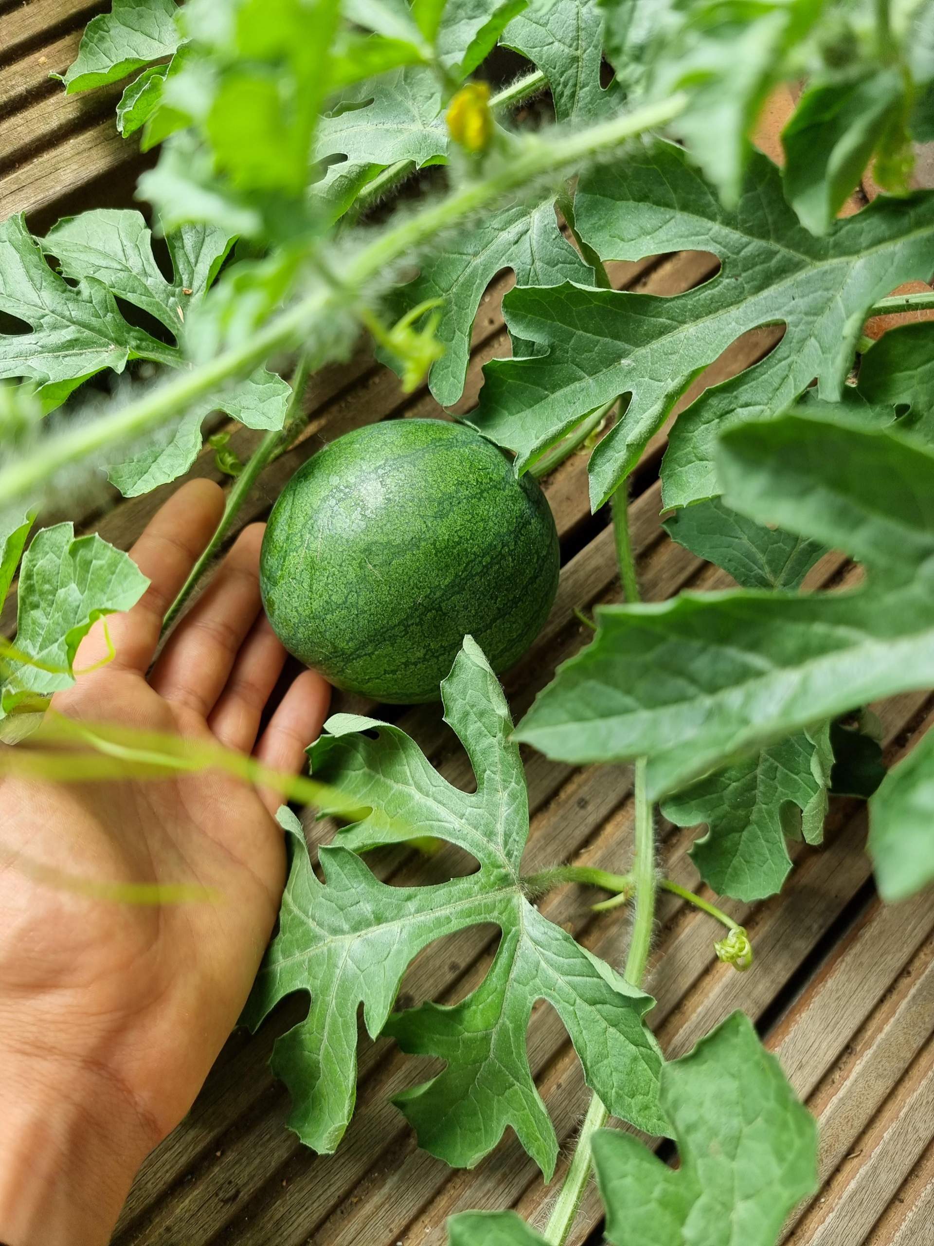 Ist diese Melone reif zum ernten? (Obst, Gemüse, Pflanzenpflege)