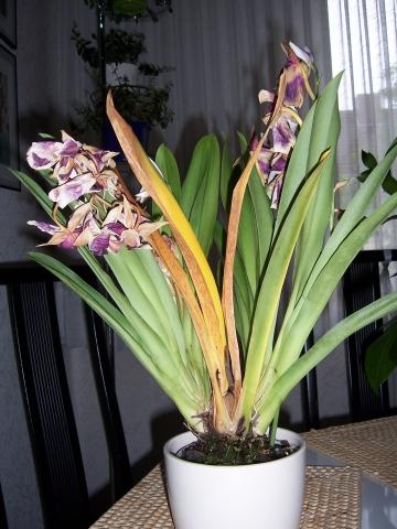 Die Pflanze (Miltonia-Orchidee) - (Krankheit, Pflanzen, Orchideen)