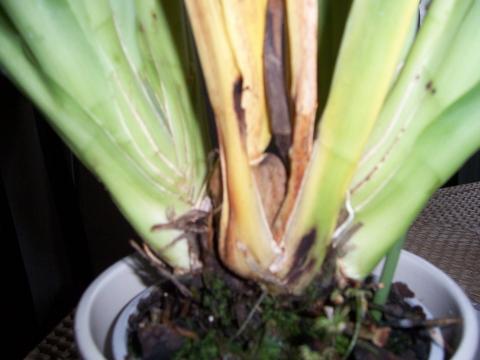 Laub/ Substrat.  - (Krankheit, Pflanzen, Orchideen)
