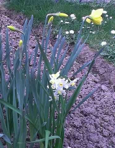 mitte unten - (Garten, Pflanzen, Blumen)