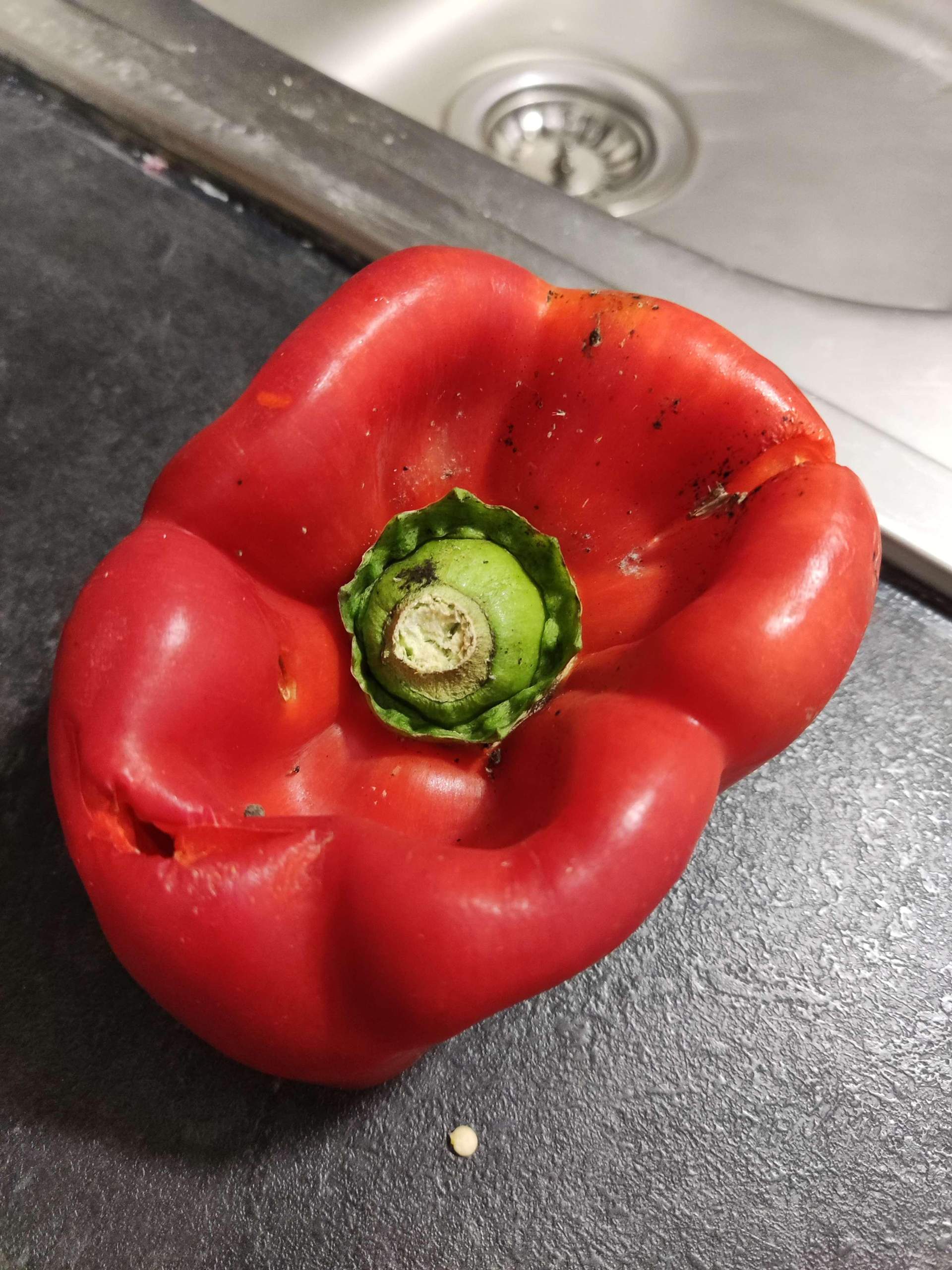 Ist diese Paprika noch essbar? (Essen, Schimmel, geniessbar)