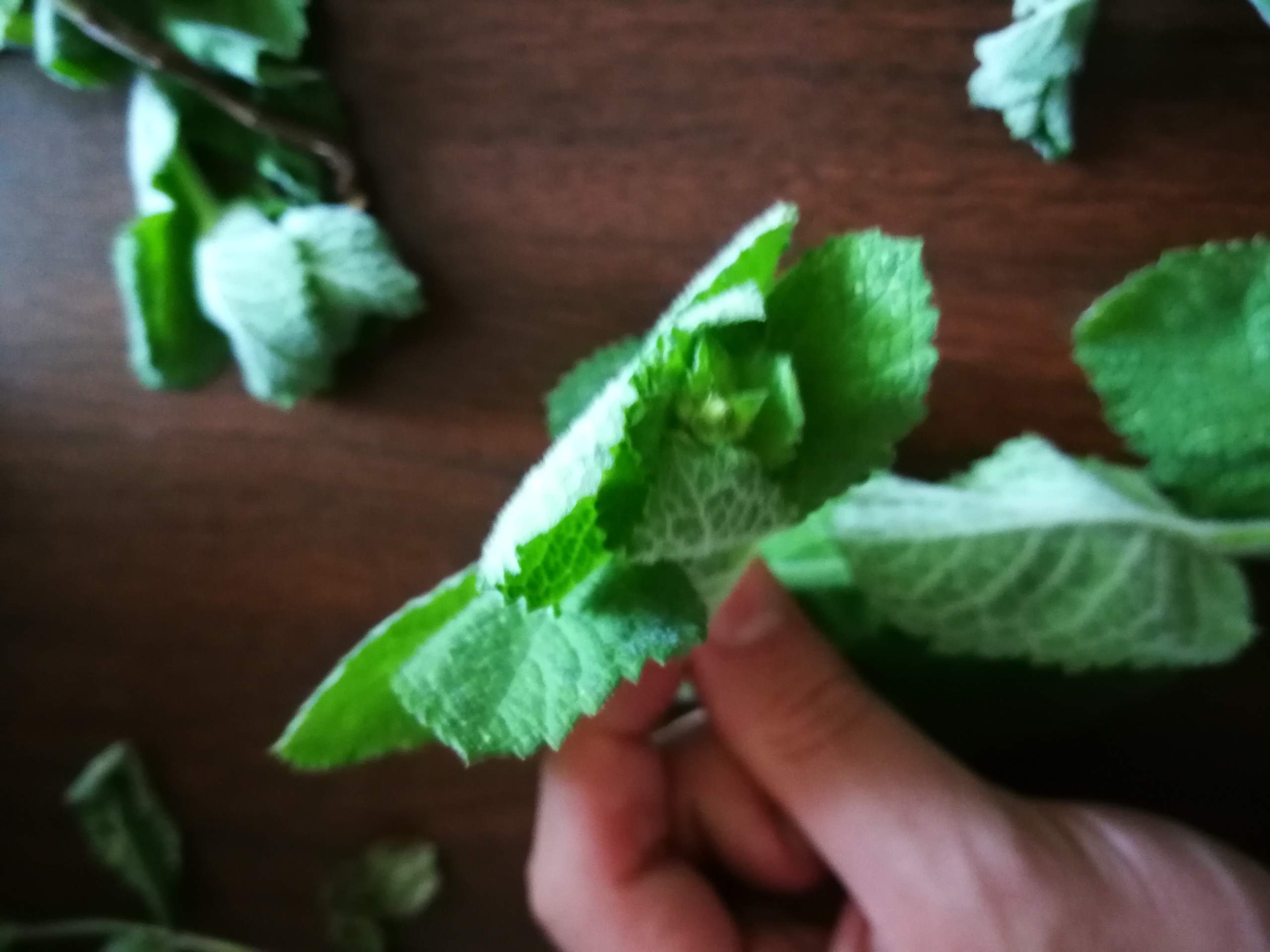 Ist diese Pfefferminz Pflanze giftig? (Gesundheit und Medizin, Pflanzen)