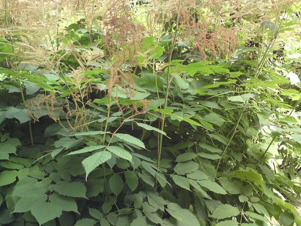 essbare pflanzen für kaninchen