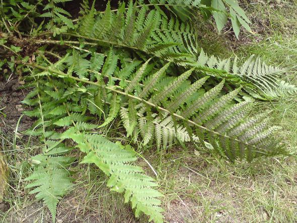 Ist Diese Pflanze Bild Giftig Fur Kaninchen Und Hasen Pflanzen