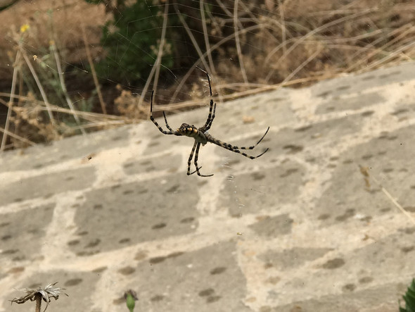 - (Spinnen, Spinne, Amphibien)