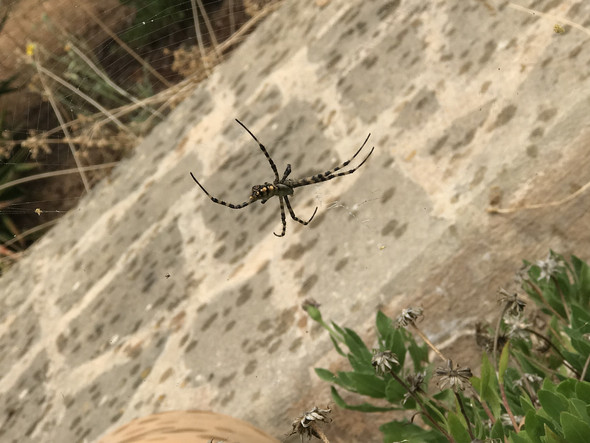 - (Spinnen, Spinne, Amphibien)