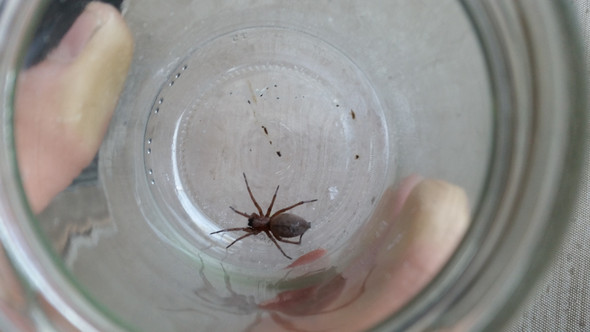 Ist Diese Spinne Eine Braune Einsiedlerspinne Garten Spinnen