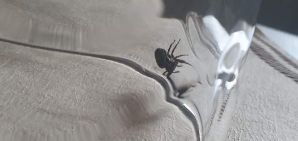 Ist diese Spinne gefährlich?