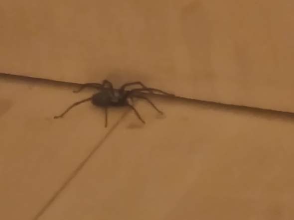 Ist diese Spinne gefährlich? Der ist echt groß?