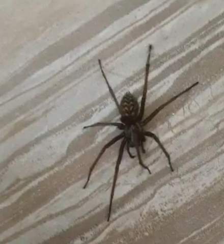 Ist diese Spinne giftig oder selten?