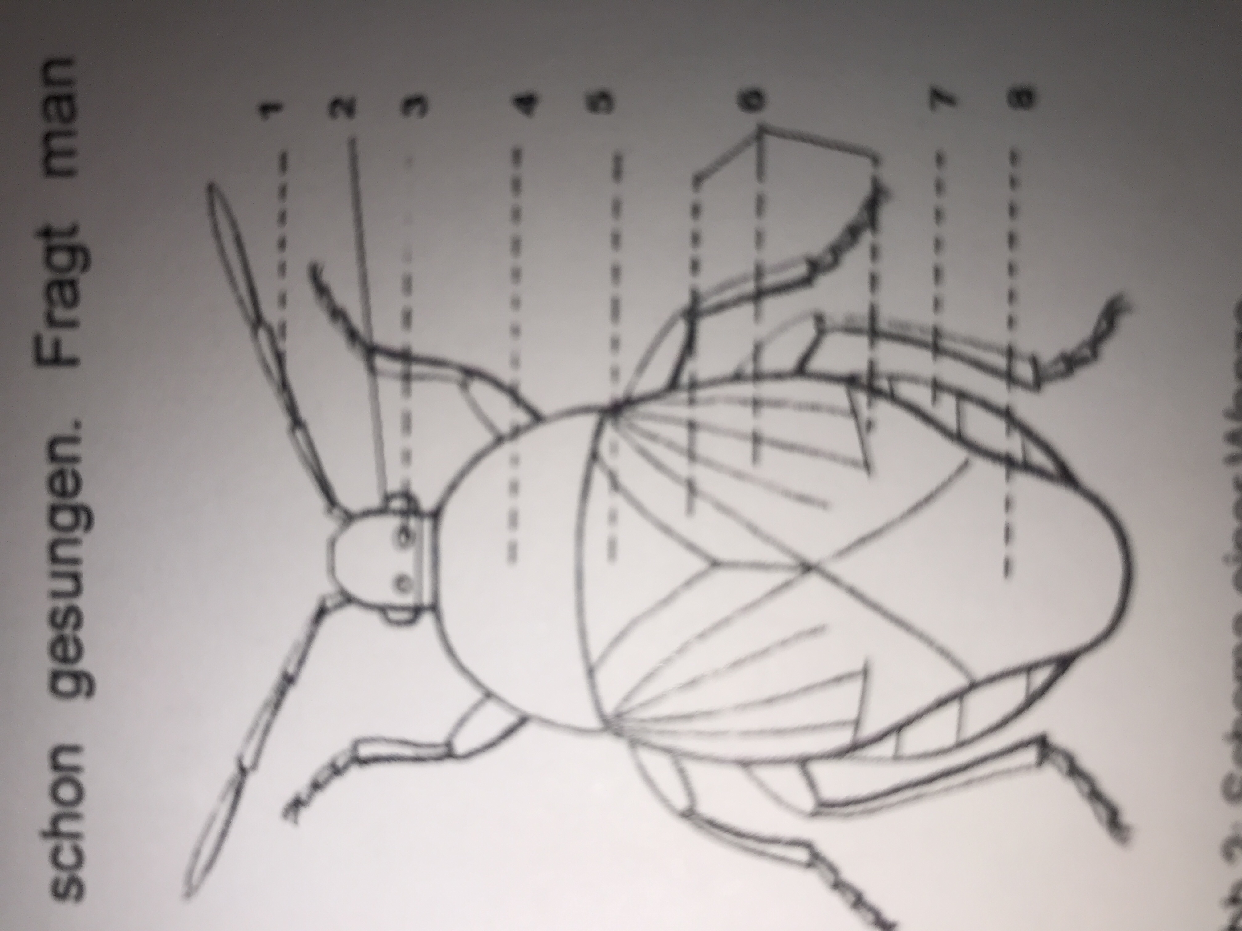 Ist diese Wanze richtig beschriftet? (Biologie, Insekten, Wanzen)