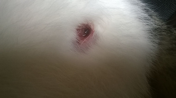 ist diese wunde gefahrlich katze