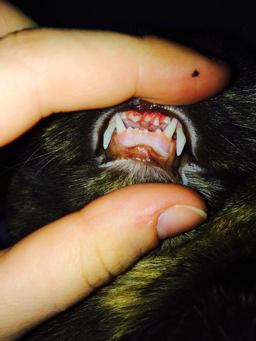 Hier, die oberen zähne + zahnfleisch - (Katze, Katzenkrankheiten)