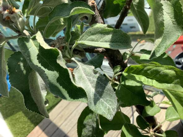 Ist dieser Apfelbaum gesund?