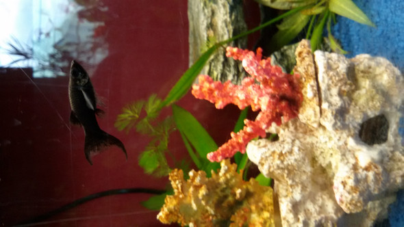 Black Molly - (Haustiere, Fische, Aquarium)