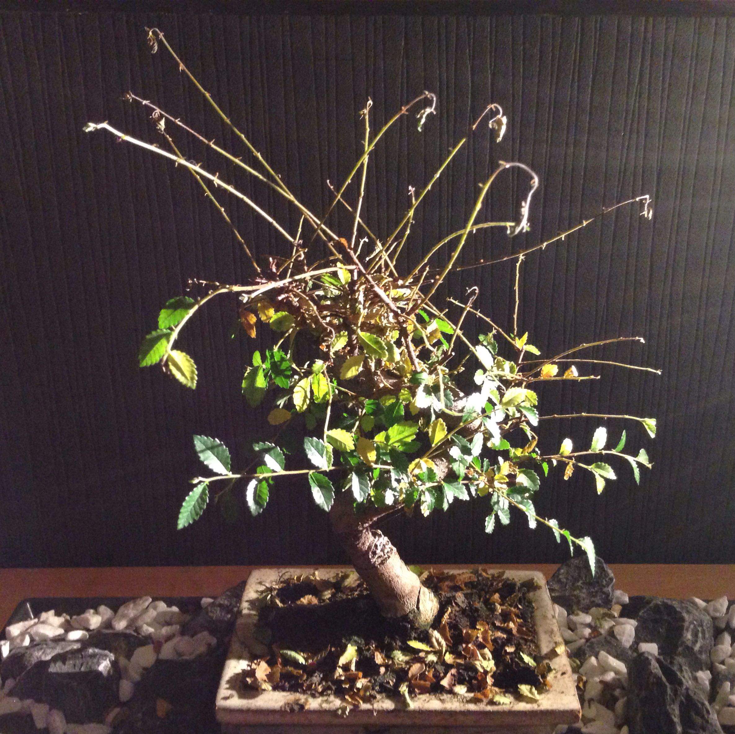 Ist dieser Bonsai noch zu retten? (Bild) (Pflanzen)