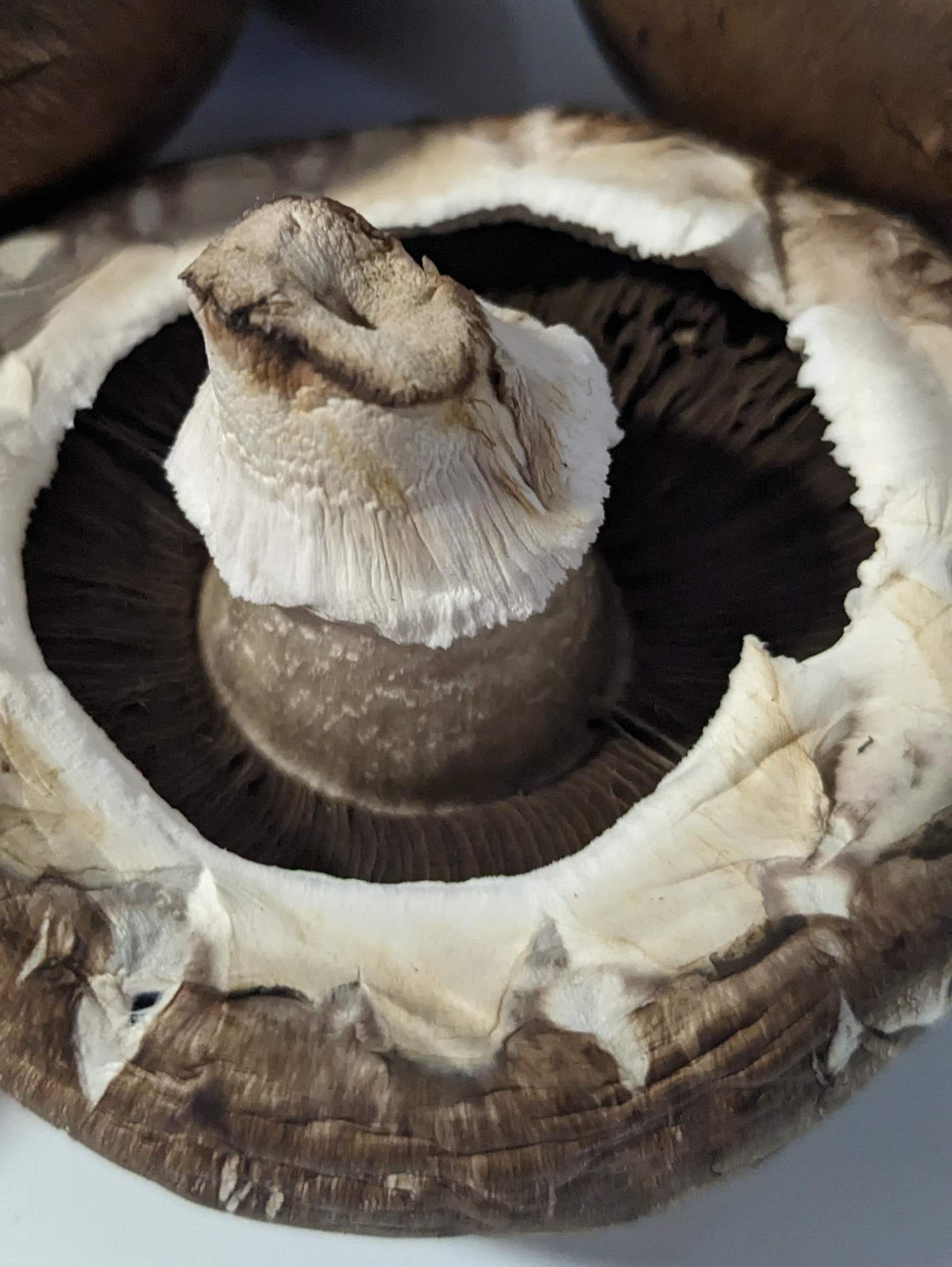 Ist dieser Champignon noch essbar? (Schimmel, Pilze, Verdorben)