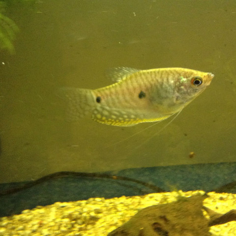 Fisch - (Fische, Aquarium, Aquaristik)