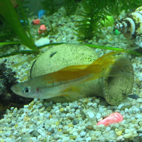 Der Fisch  - (Fische, Aquarium, Weibchen)