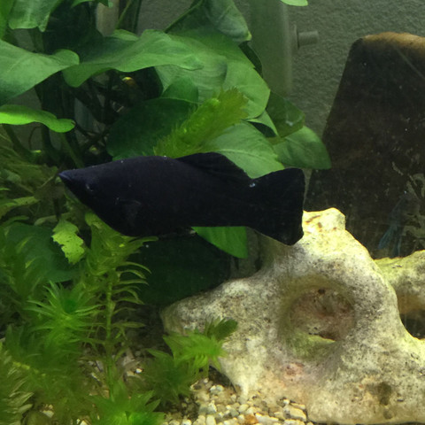 Ein Black molly
 - (Krankheit, Fische, Aquarium)