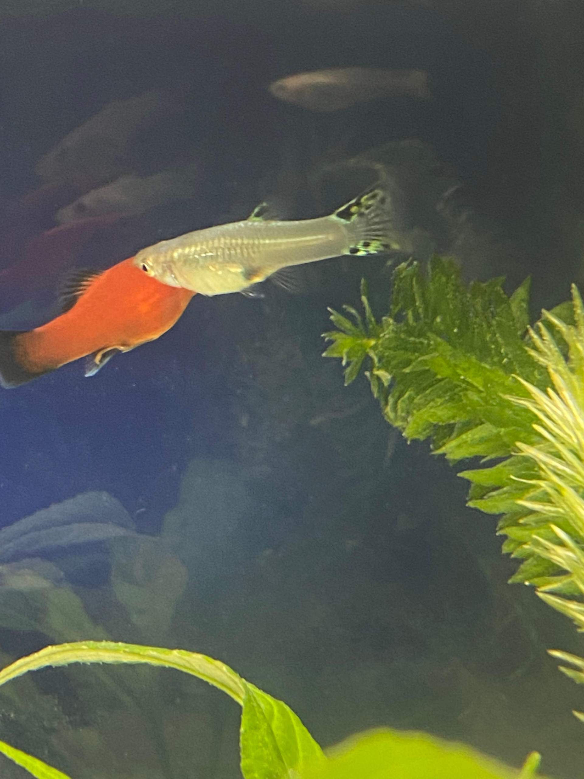 Gerucherte Fisch Schwangerschaft
