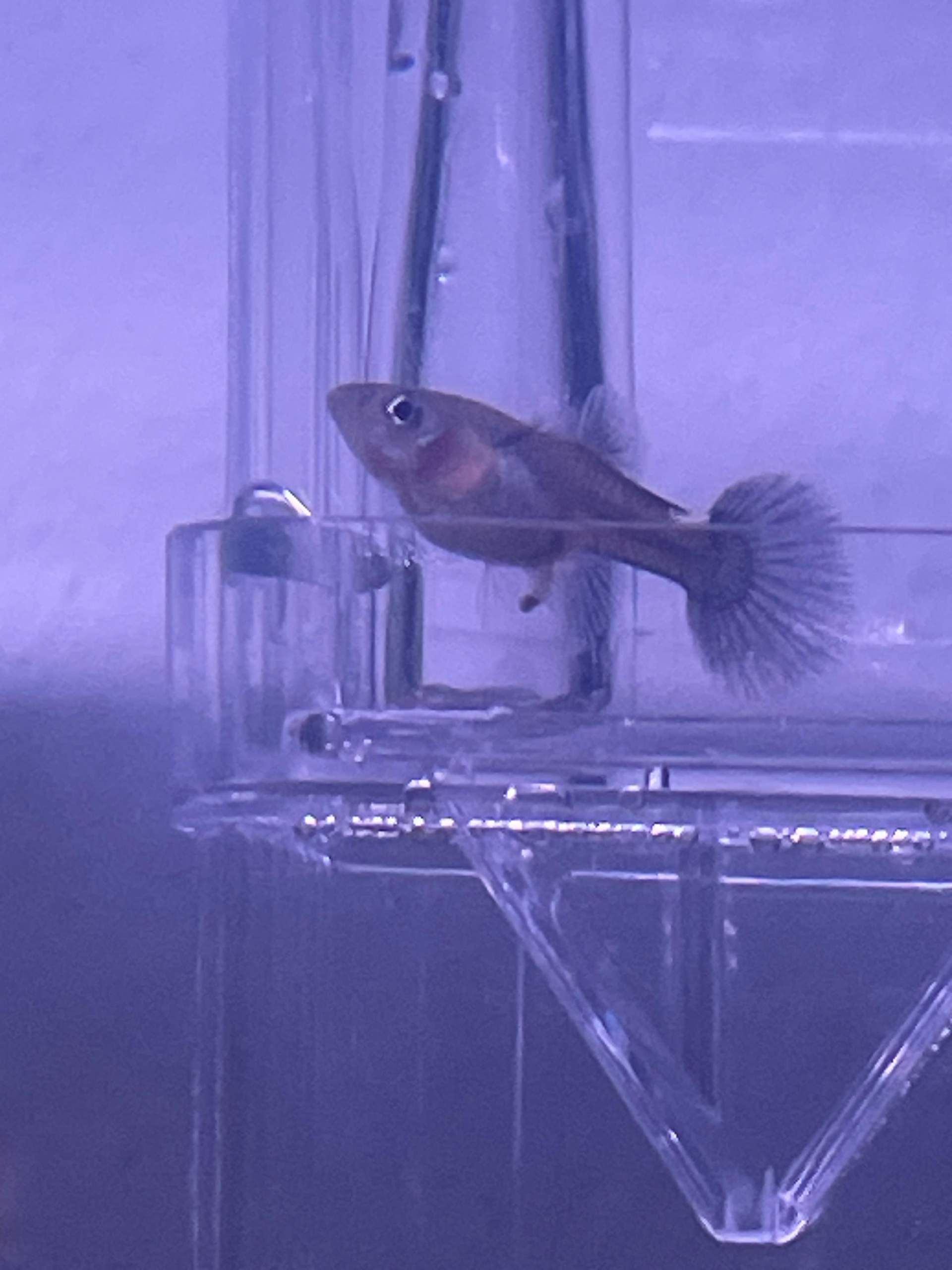 Guppy Schwanger Wann Ist Es Soweit Ist dieser Guppy schwanger? (Aquarium, Trächtig, Endler-Guppy)