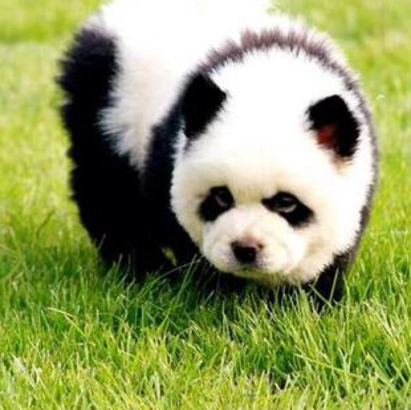 Gibt es diese Hunde wirklich? (Hund, Rasse, ChowChow)