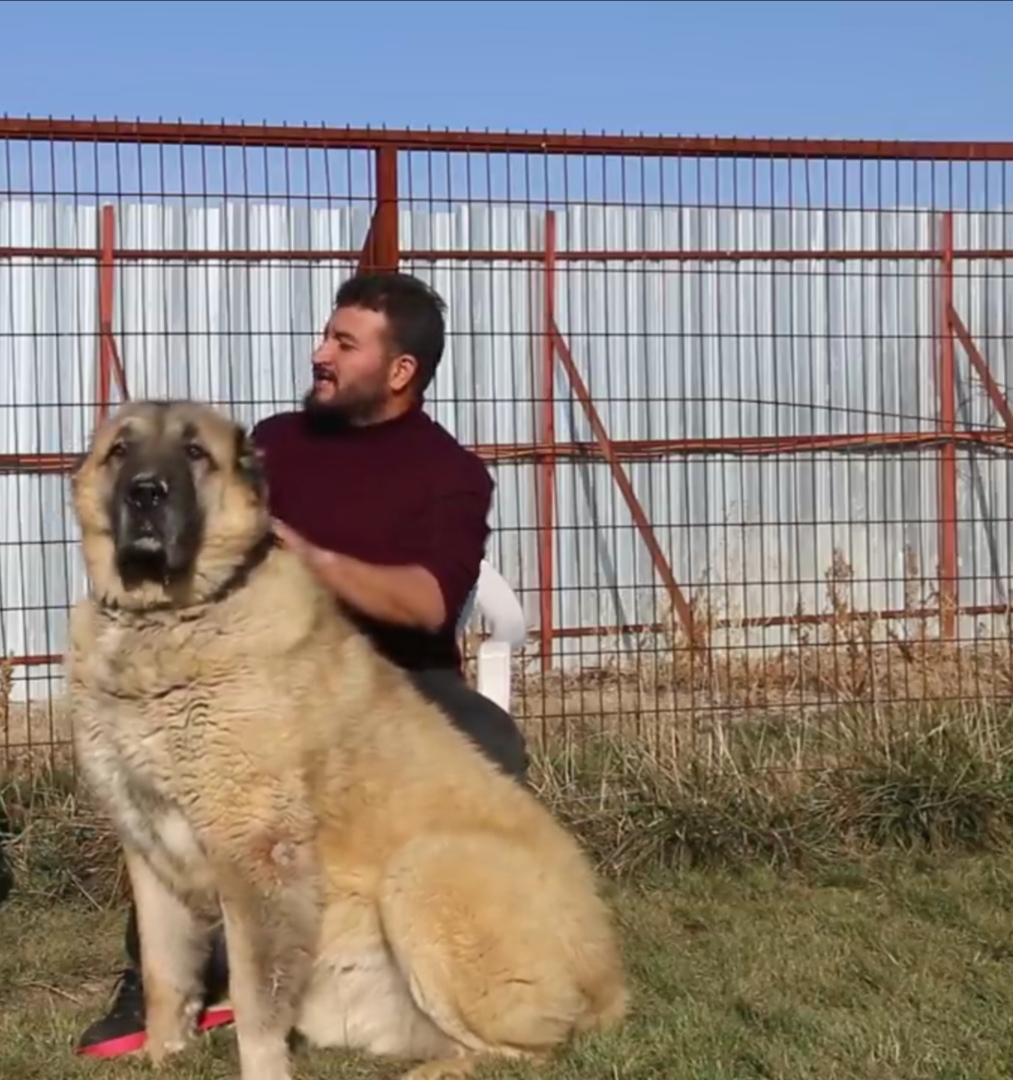 Ist dieser Hund übermäßig groß? (Tiere, Haustiere, Größe)