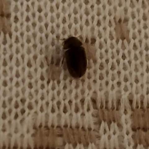 Ist dieser Käfer eine Bettwanze?