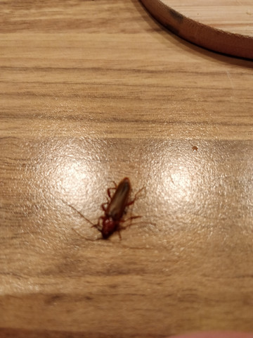 Ist dieser Käfer schädlich? (Insekten, Schädlinge, Käfer ...