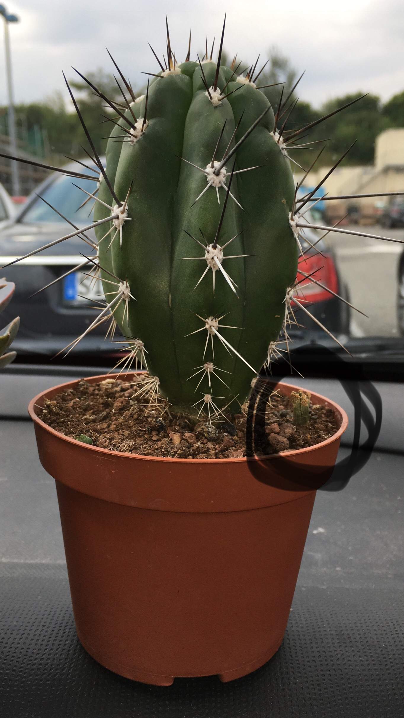 Ist dieser Kaktus wirklich ein Trichocereus? (Pflanzen)