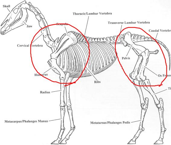 Quelle: Google - (Tiere, Pferd, Knochen)