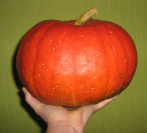 Kürbis essbar Kürbis essbar