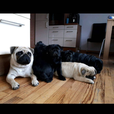 ist dieser mops okay siehe foto welpen
