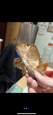 Ist dieser Pilz giftig?
