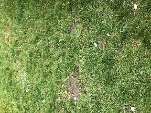 Ist dieser Rasen noch zu retten? (Garten, Rasenpflege)
