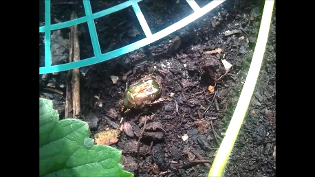 Filmausschnitt Rosenkäfer im Beet - (Freizeit, Parasiten, Befall)
