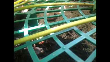 Filmausschnitt Rosenkäfer im Beet - Parasiten am Heck - (Freizeit, Parasiten, Befall)