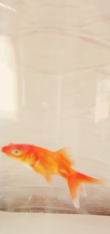 Goldfisch Bild1 - (Tiere, Fische, Aquarium)