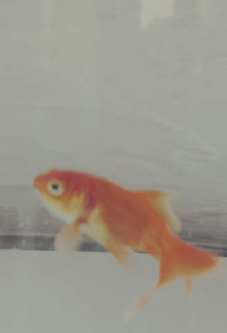 Goldfisch Bild2 - (Tiere, Fische, Aquarium)